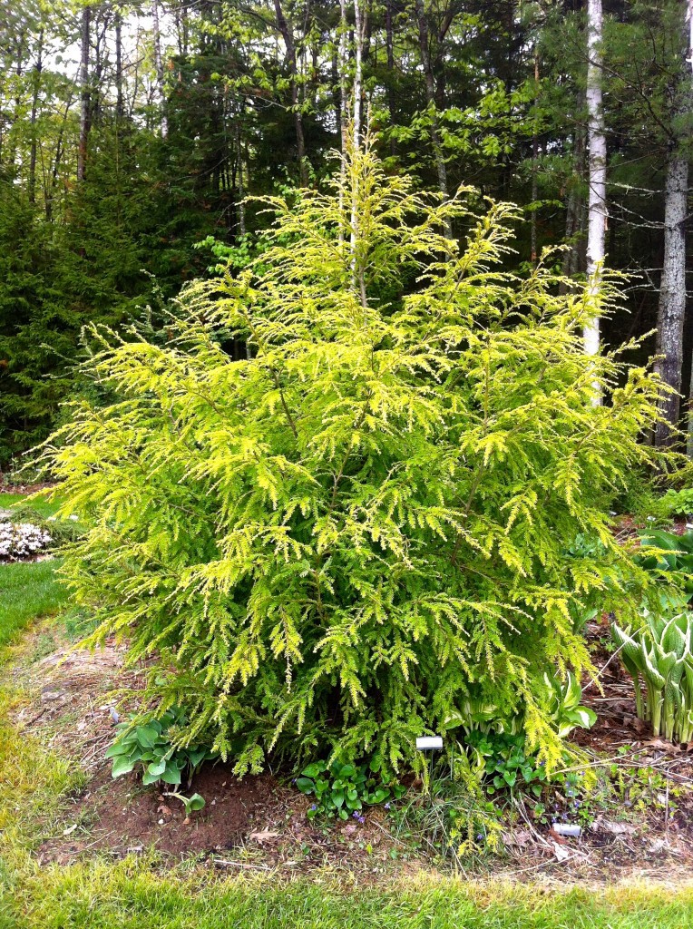 Tsuga canadensis 