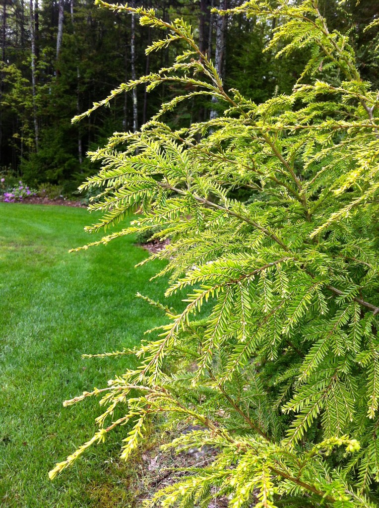 Tsuga canadensis 