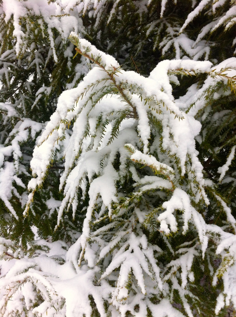 Tsuga canadensis 