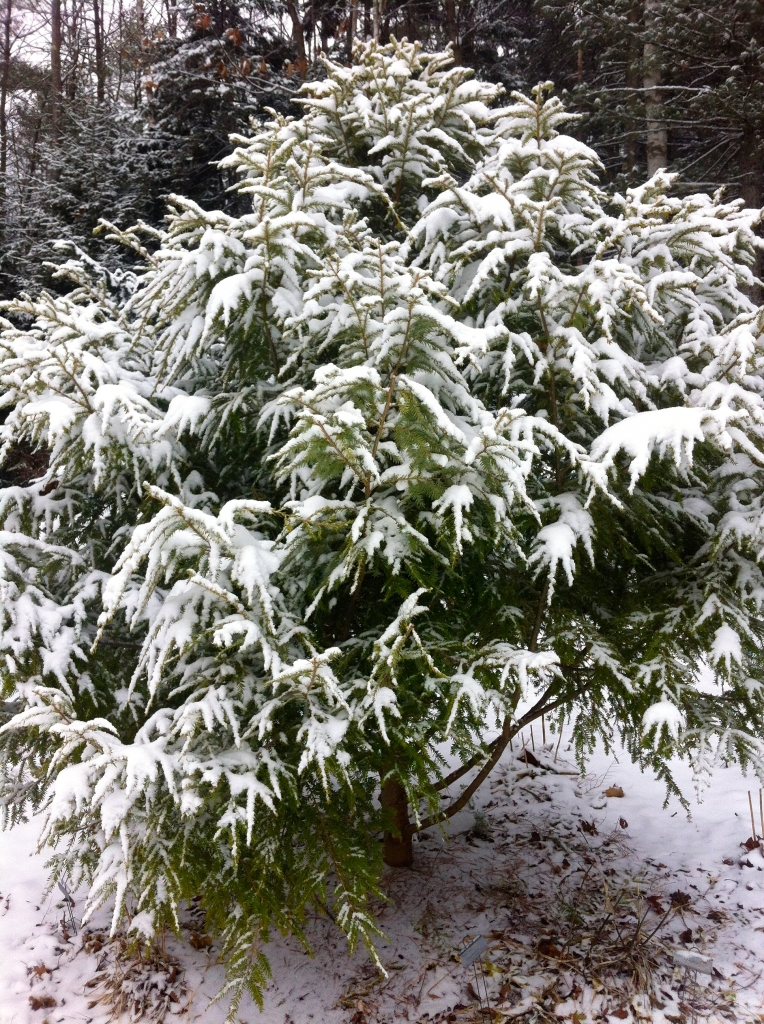 Tsuga canadensis 