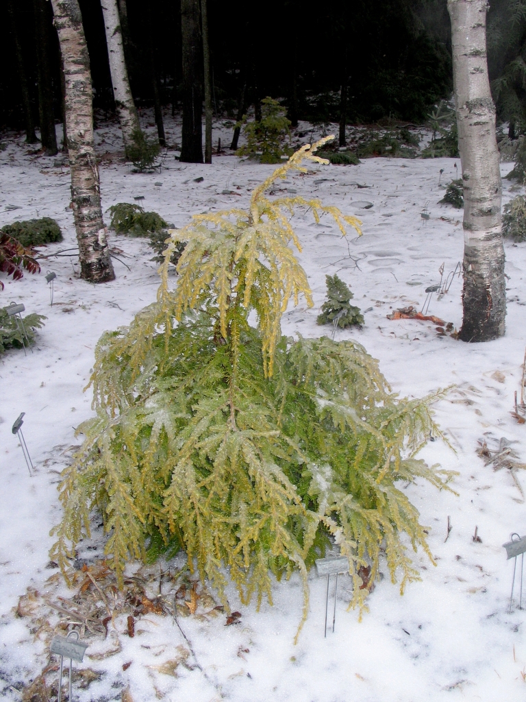 Tsuga canadensis 