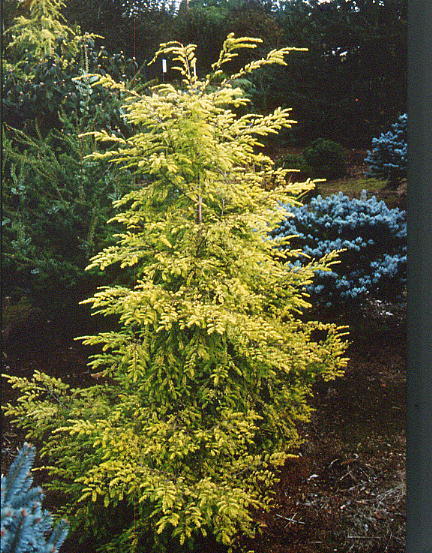Tsuga canadensis 