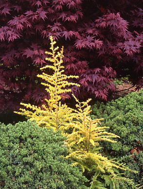 Tsuga canadensis 
