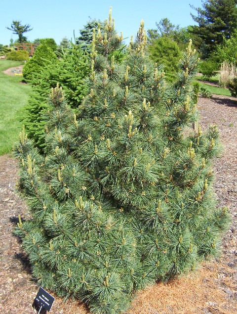 Pinus strobus 