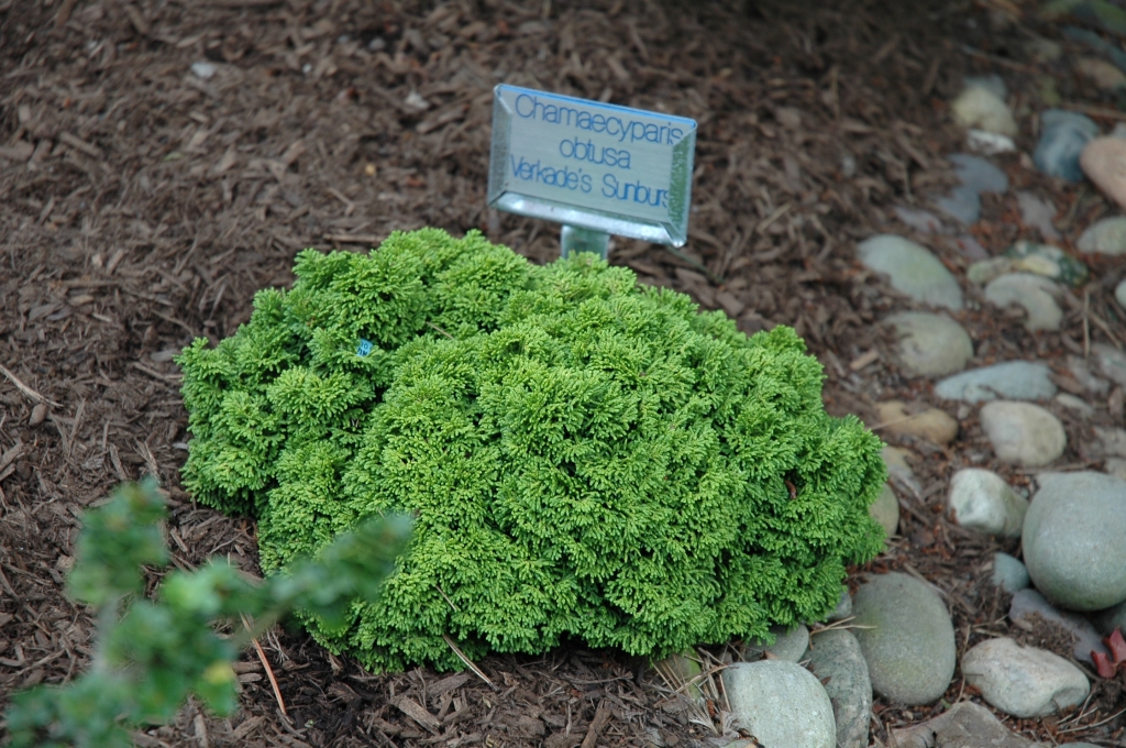 Chamaecyparis obtusa 