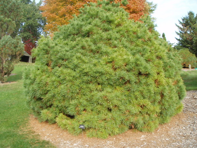Pinus strobus 