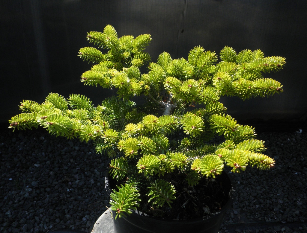 Abies balsamea 
