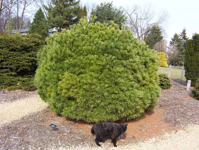 Pinus strobus 