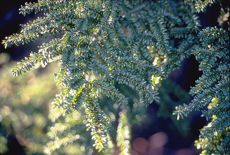 Tsuga canadensis 