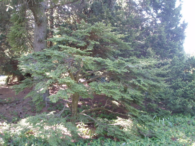 Tsuga canadensis 