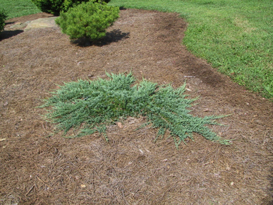 Juniperus horizontalis 