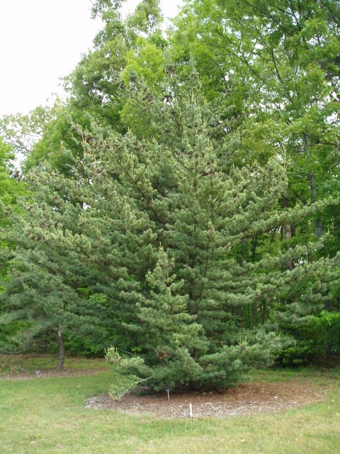 Pinus parviflora 