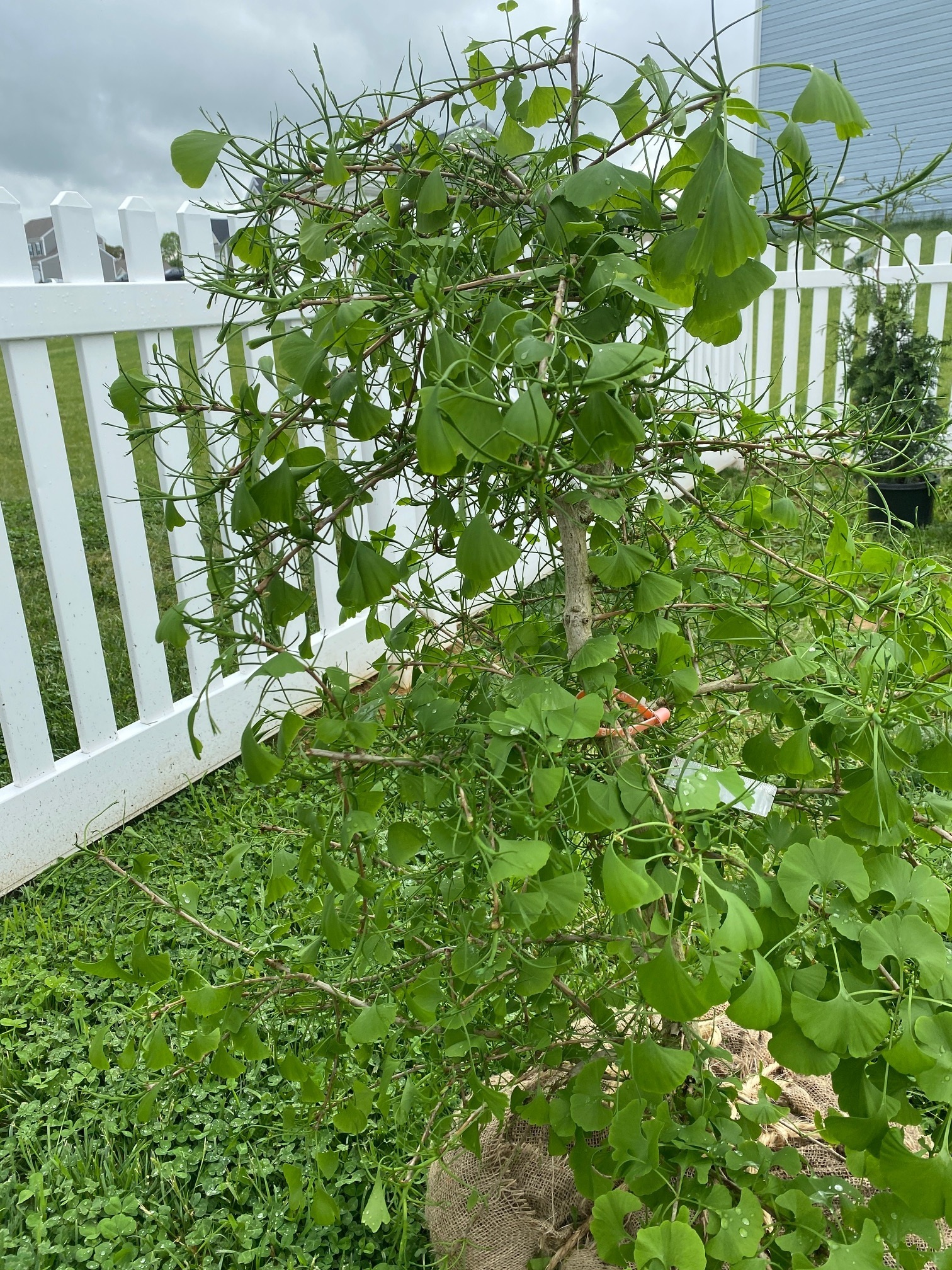 Ginkgo biloba 