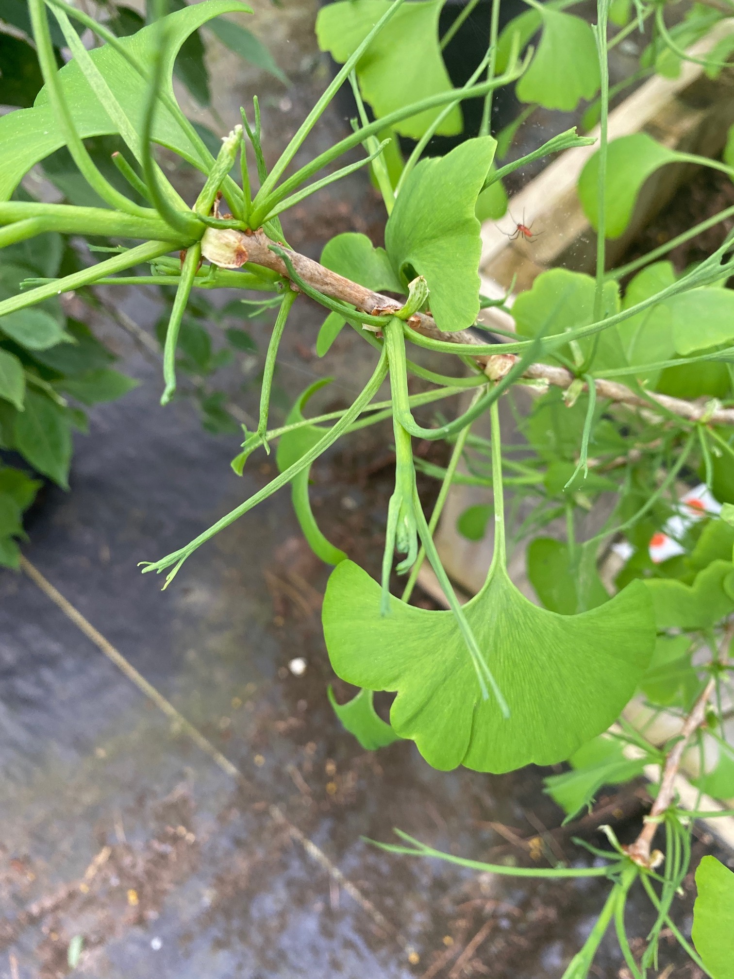 Ginkgo biloba 