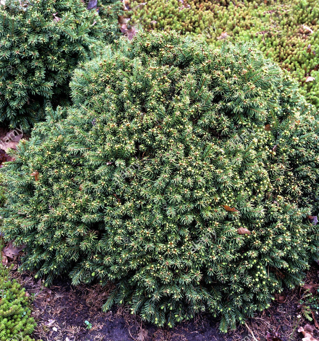 Picea abies 