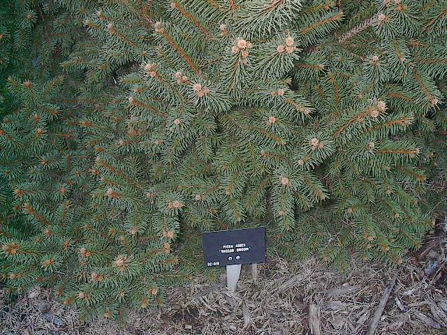 Picea abies 