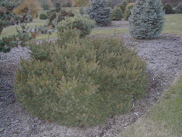 Picea abies 