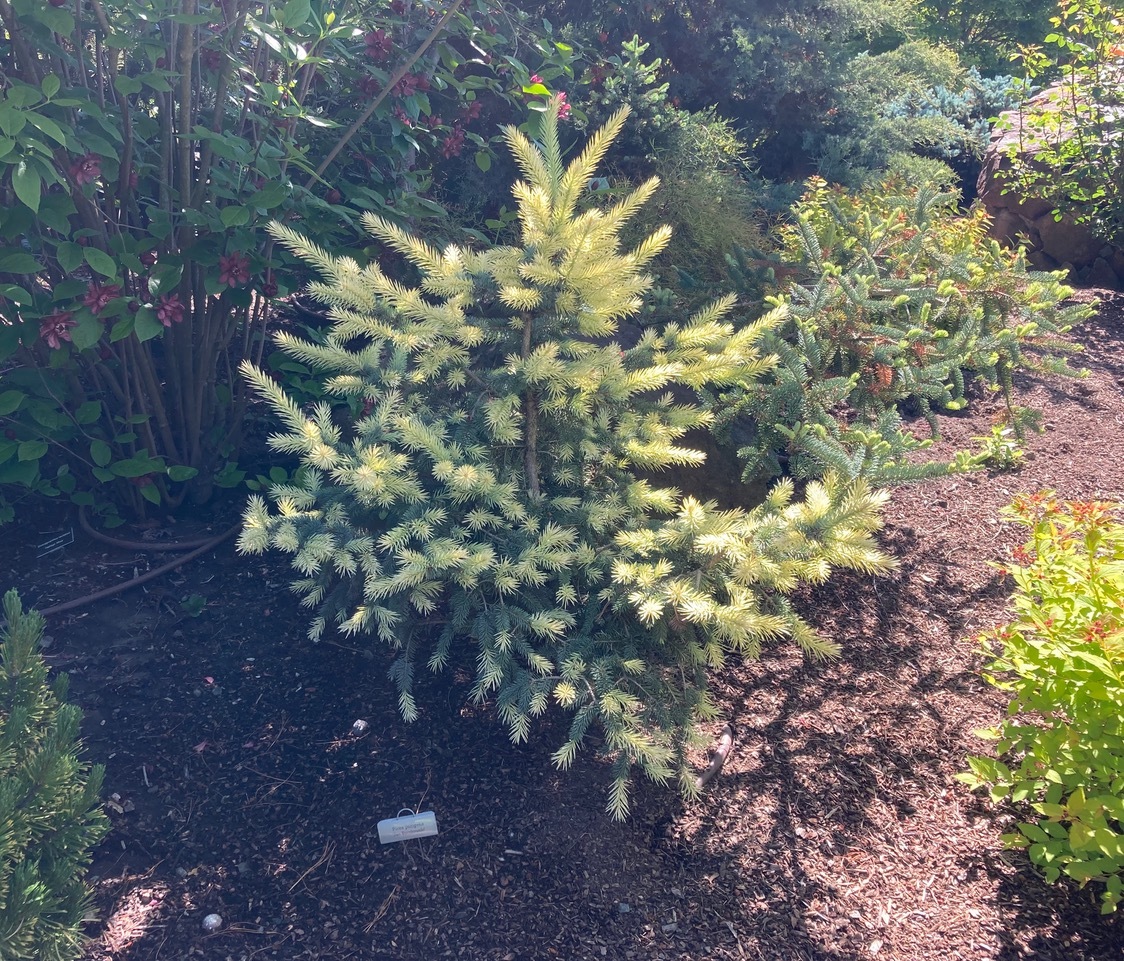 Picea pungens 