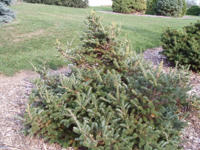 Abies fraseri 
