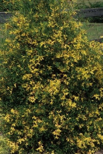 Chamaecyparis thyoides 