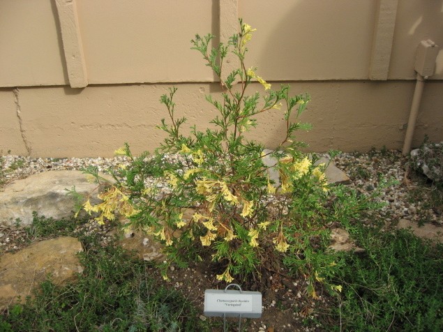 Chamaecyparis thyoides 