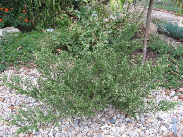 Juniperus sabina 