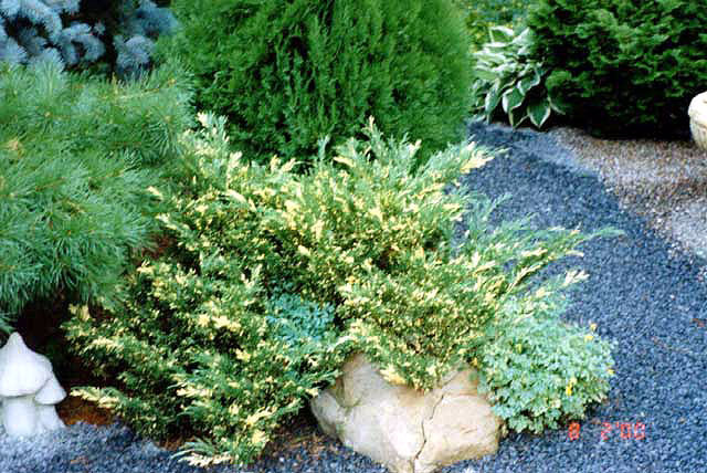 Juniperus sabina 