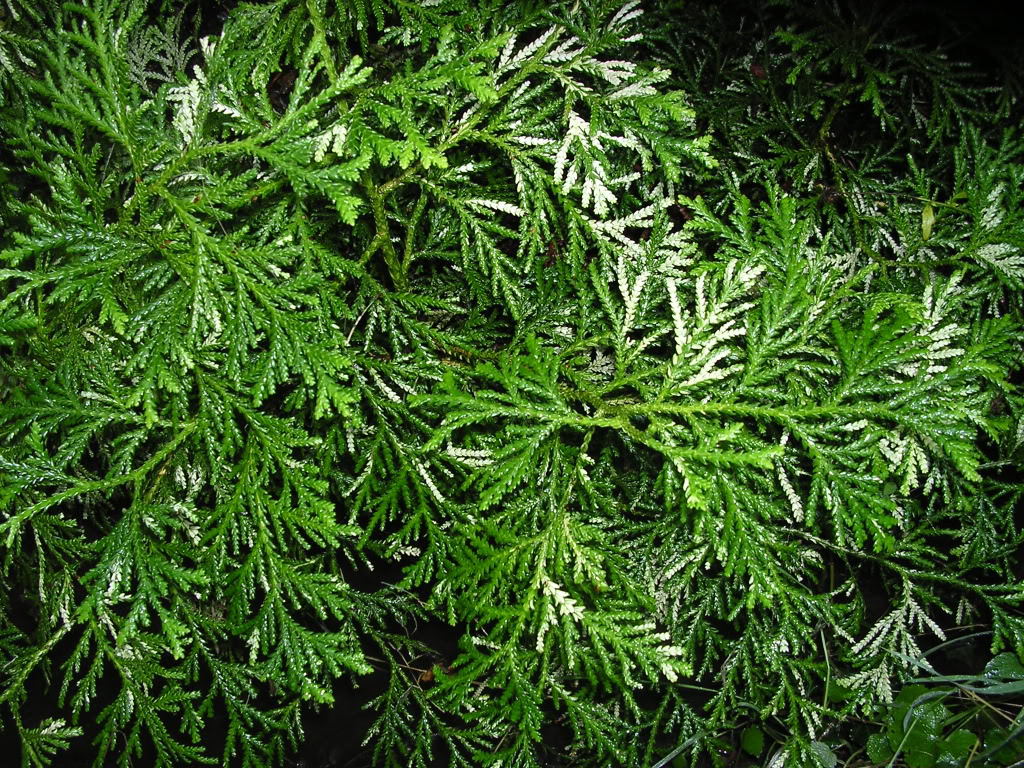 Thujopsis dolabrata 