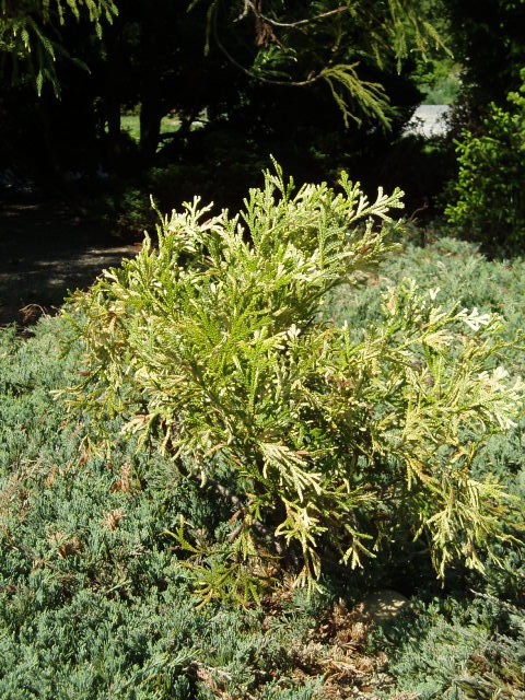 Thujopsis dolabrata 