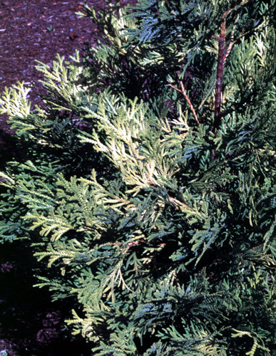 Thujopsis dolabrata 
