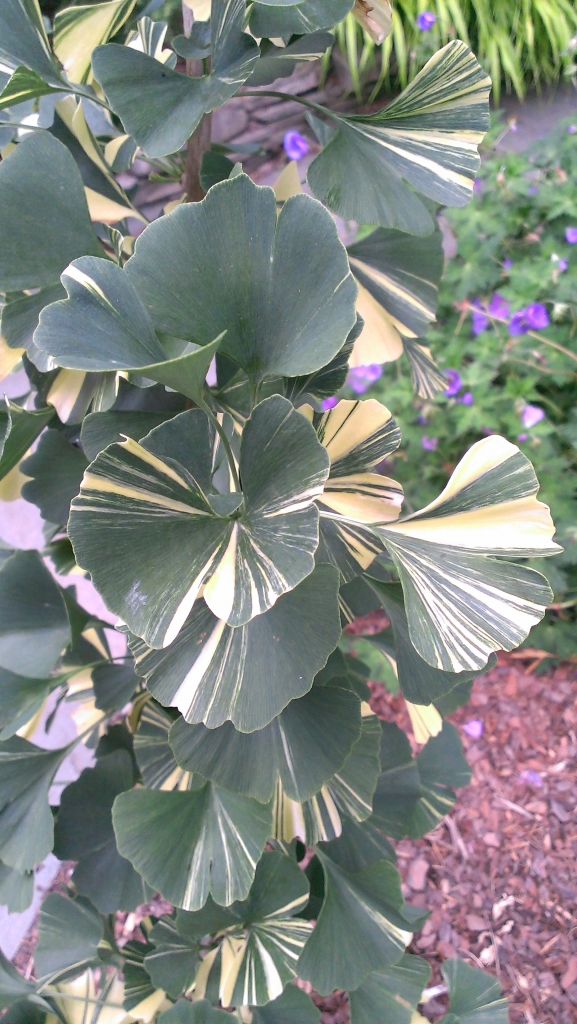 Ginkgo biloba 