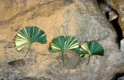 Ginkgo biloba 
