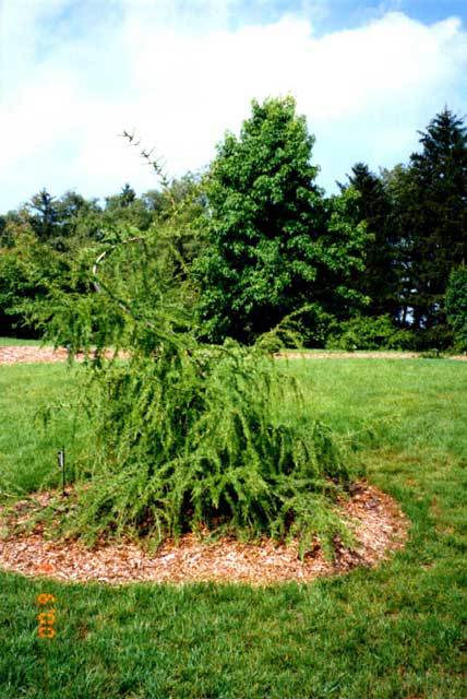 Larix × marschlinsii 
