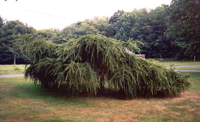 Larix × marschlinsii 