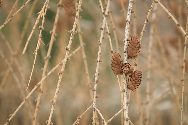 Larix × marschlinsii 