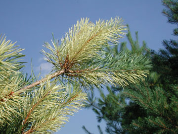 Pinus sylvestris 