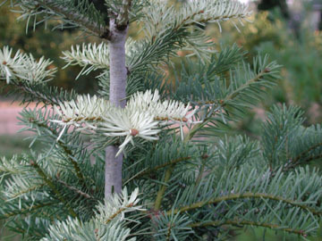 Abies concolor 