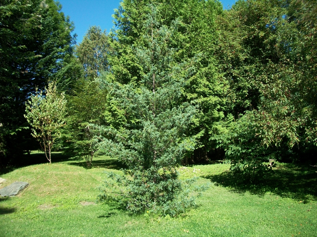 Pinus flexilis 