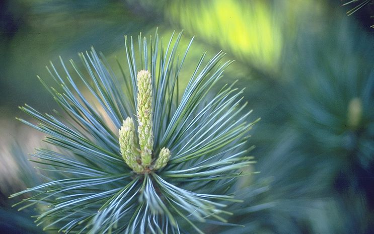 Pinus flexilis 