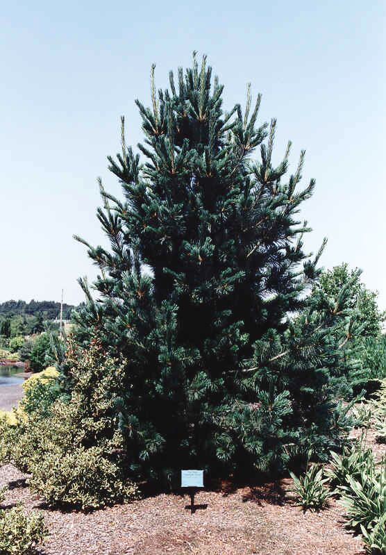 Pinus flexilis 