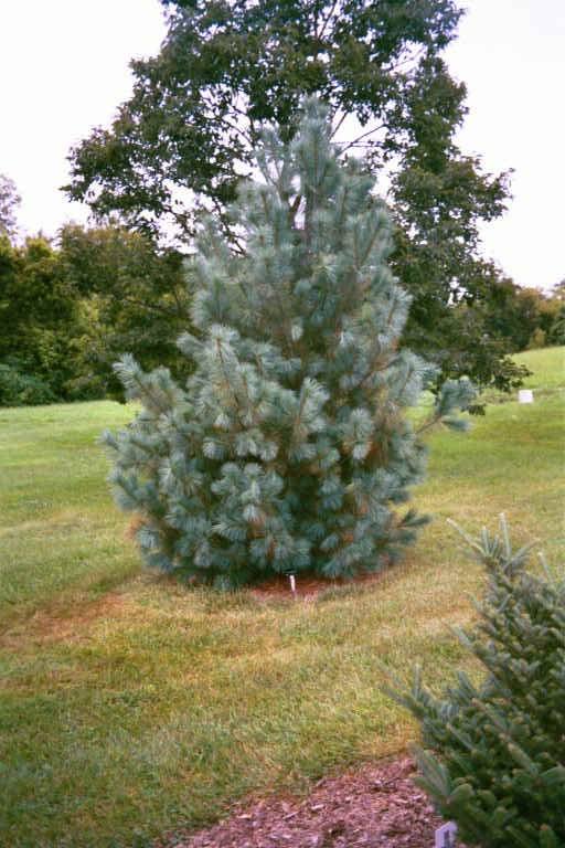Pinus flexilis 