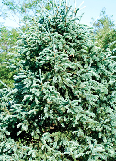 Picea engelmannii 