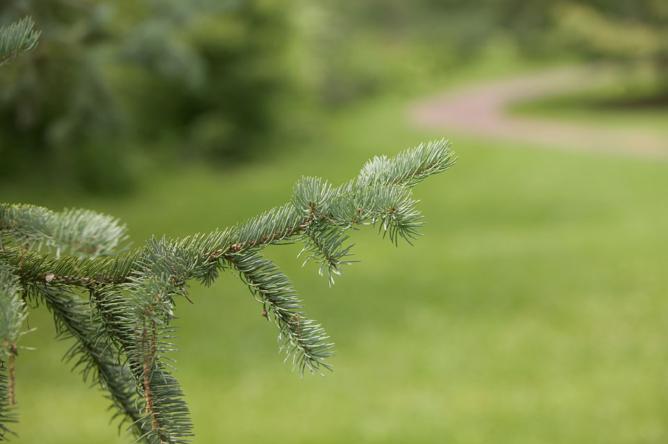 Picea engelmannii 