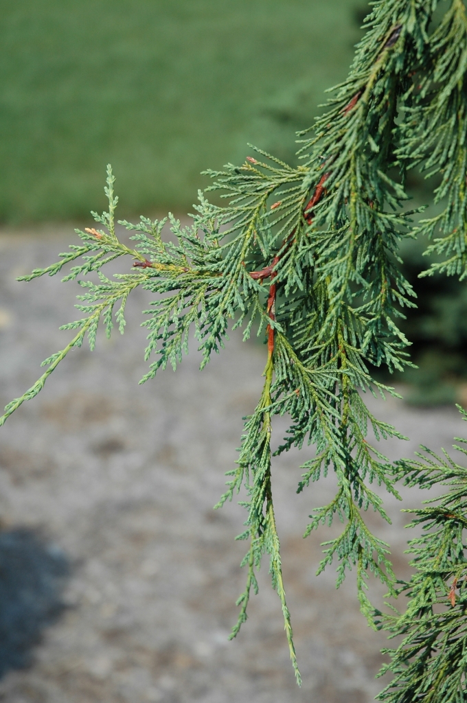 Cupressus nootkatensis 