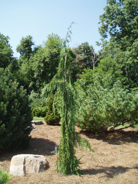 Cupressus nootkatensis 