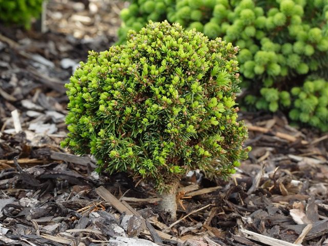 Picea abies 