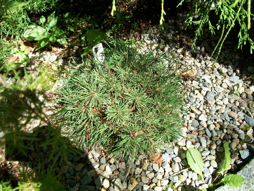 Pinus mugo 