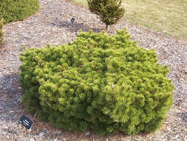 Pinus mugo 