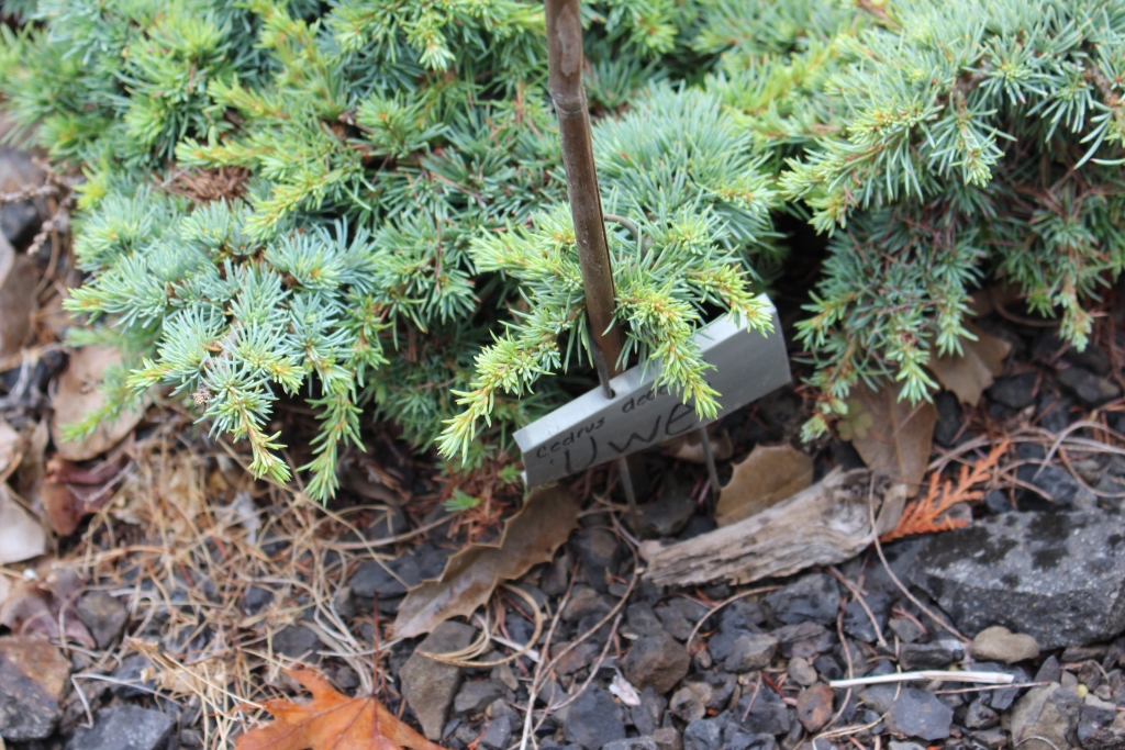 Cedrus atlantica 