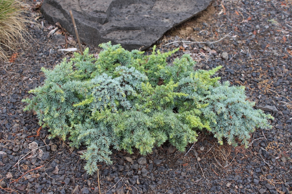 Cedrus atlantica 